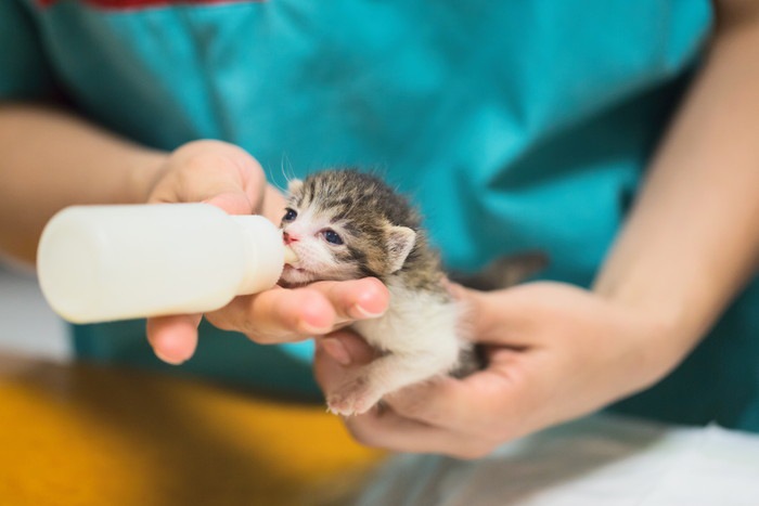 哺乳瓶でミルクを飲む子猫