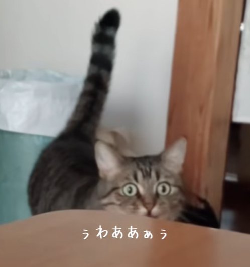 テーブルの前で正面みる猫(ぅわああぁぅ)
