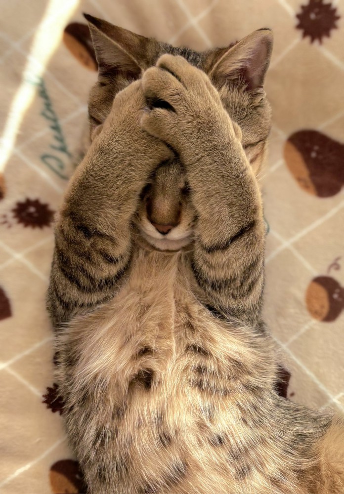 手で顔を覆うキジトラ猫