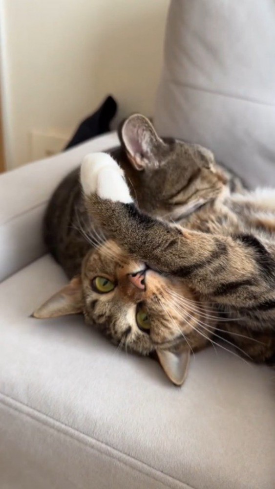 ソファの上でくつろぐ2匹の猫