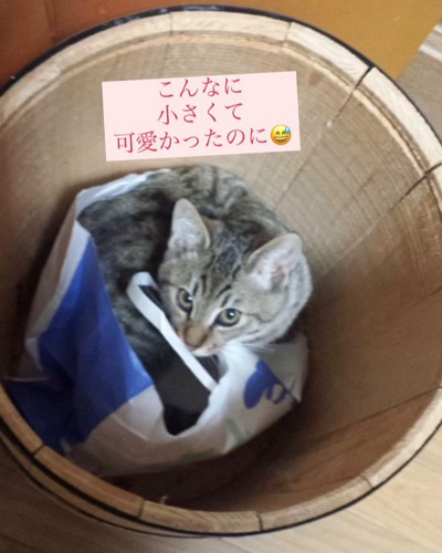 紙袋に入っている子猫