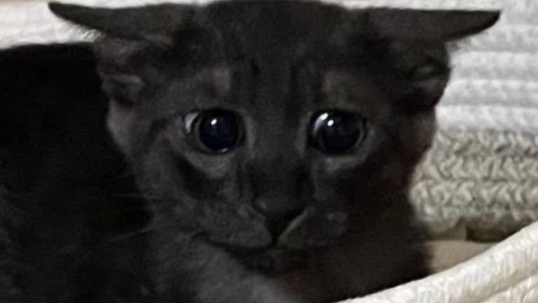 黒猫の子猫