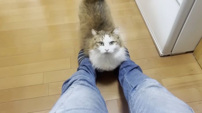膝にのりたい猫