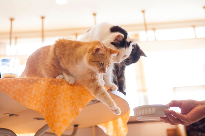 ご飯時の猫たち