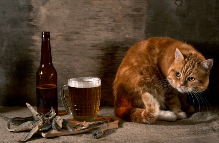 猫とビール