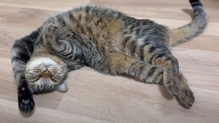 おなかを出して寝ころぶ猫