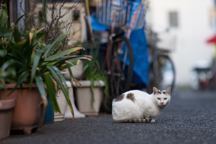 知らない街と猫