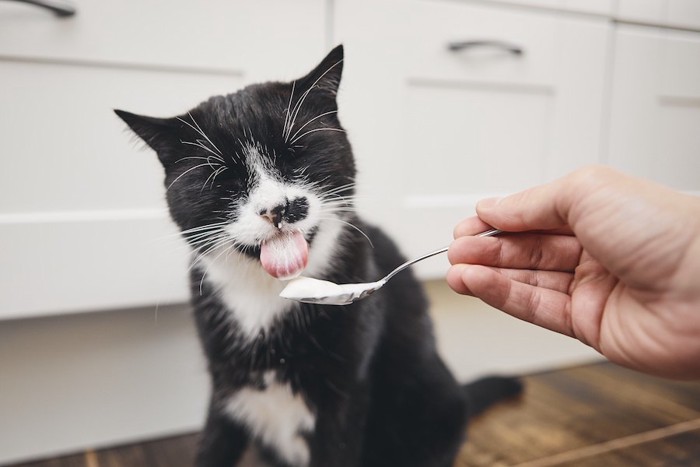 飼い主の差し出すスプーンからおやつを舐める猫