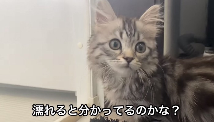 シャワーを見た華ちゃん