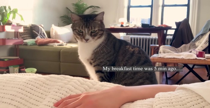 少し恨めしそうに飼い主さんを見つめるノブくん