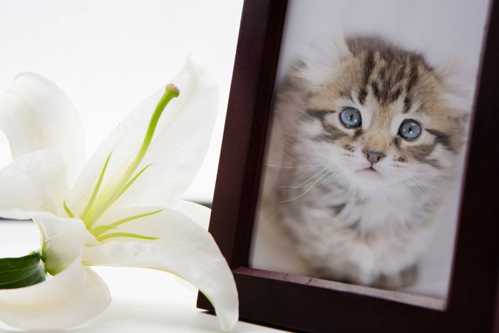 猫の写真とゆりの花