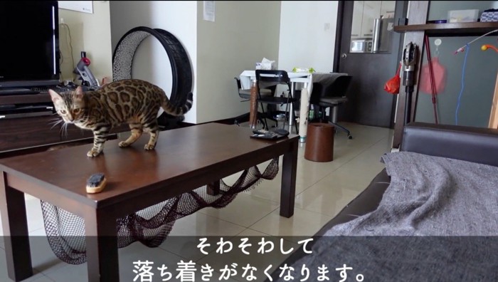 テーブルの上でキョロキョロする若い猫