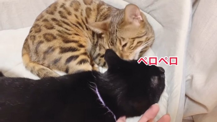 黒猫を毛づくろいする猫