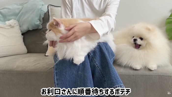 順番待ちするポテチくん