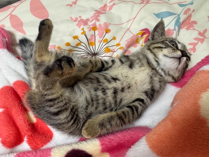 なついた子猫