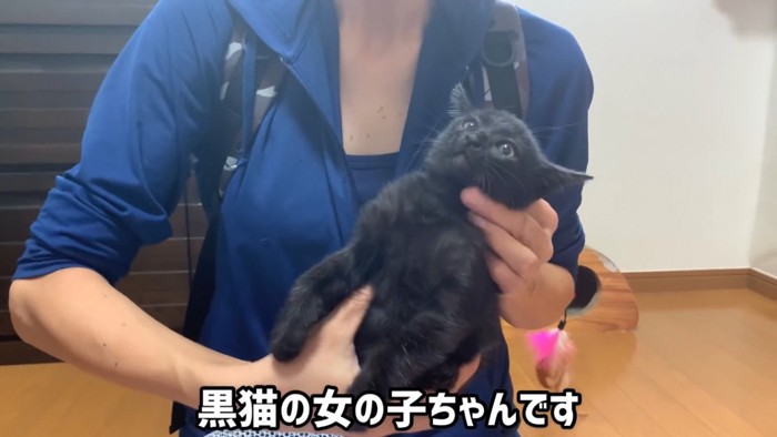 抱っこされる子猫