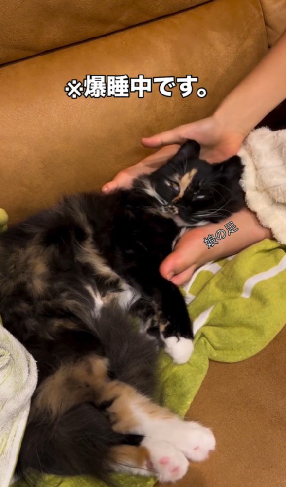 猫の頭の下に手を入れる