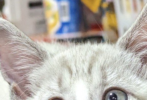 白い子猫の額にあるキジトラ模様