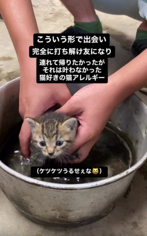 お風呂で洗われる子猫