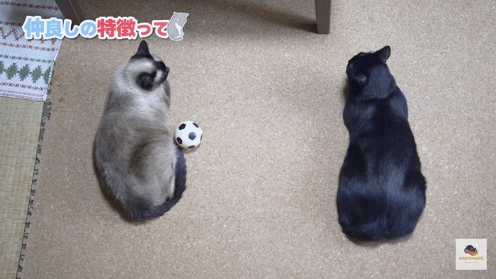 並列する2匹の猫を上から