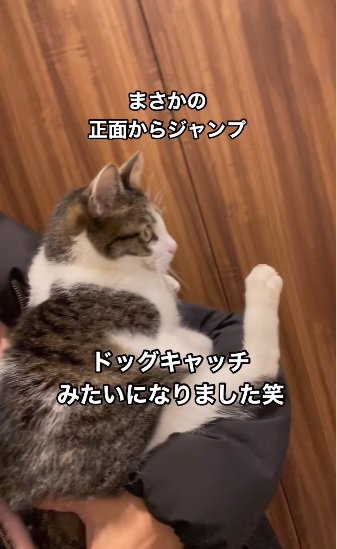 甘えん坊な猫