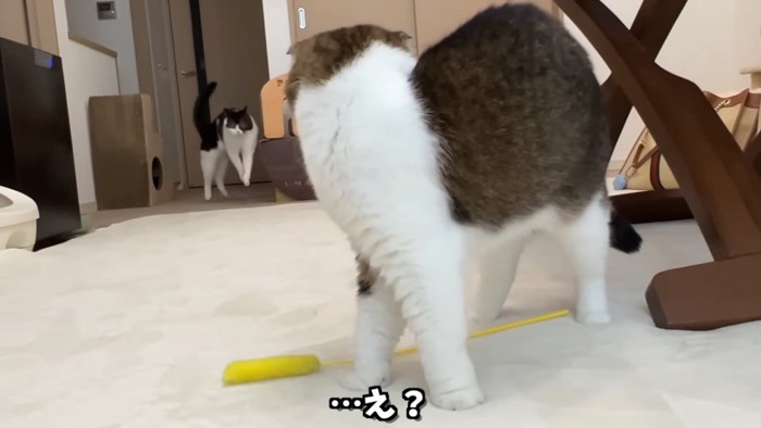 後ろを見る猫とジャンプする猫