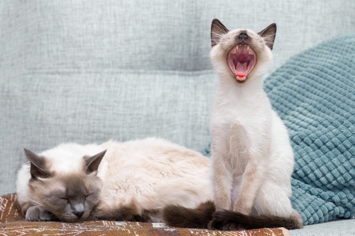 2匹の猫