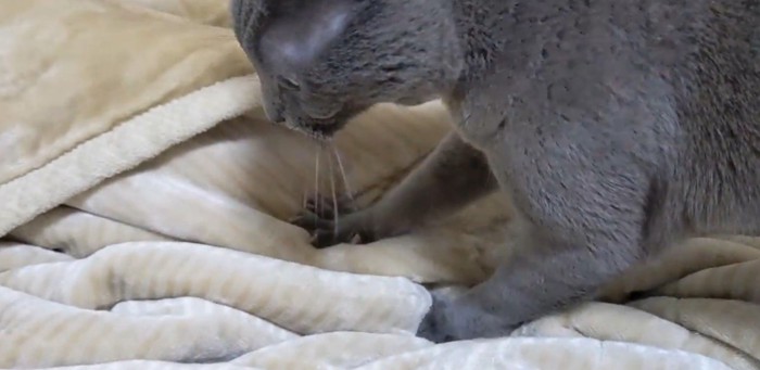 布団を踏む猫
