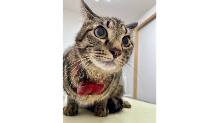 室内にいる猫
