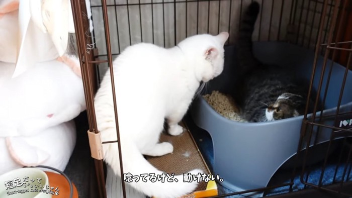 トイレの中にいる猫と座る猫