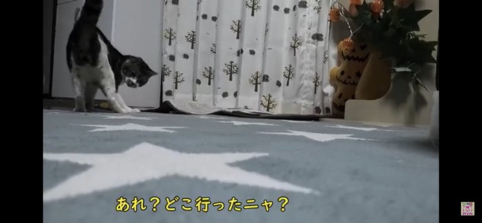 遊ぶ猫