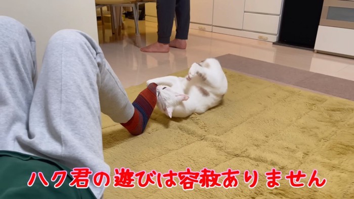 足を噛む猫