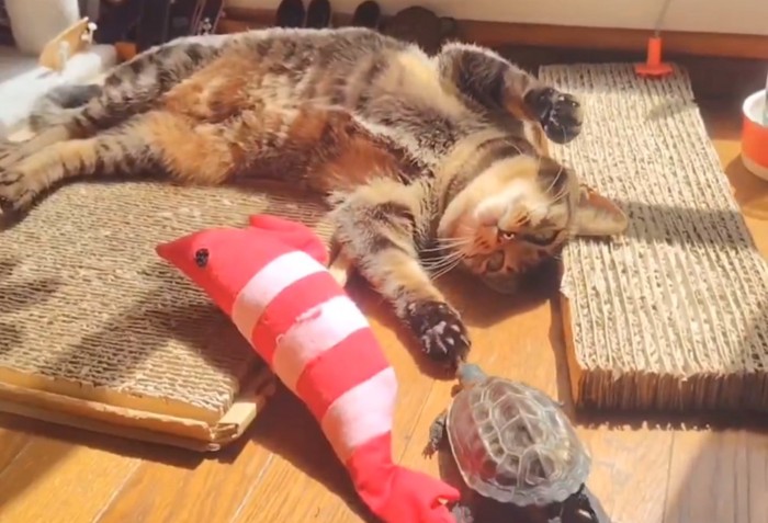 前足を広げる猫