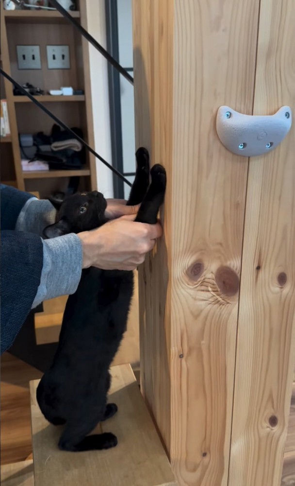 柱に前足を置く猫