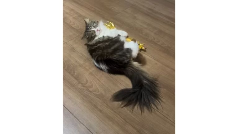 おもちゃで遊ぶ猫