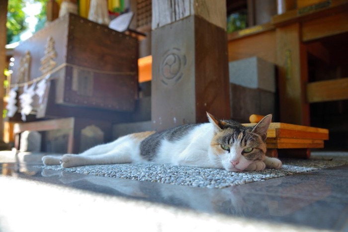 神社の三毛猫