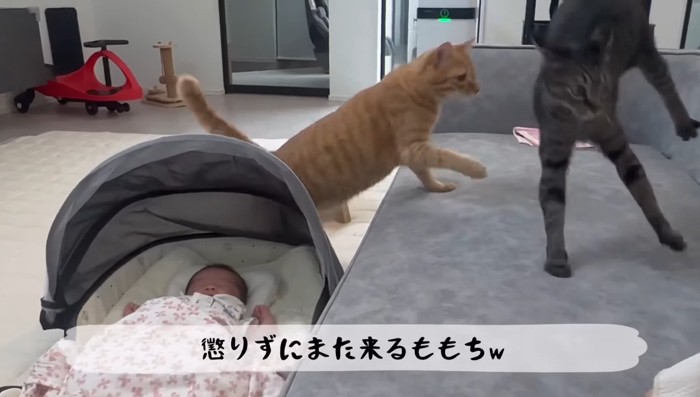 跳ねるももまるちゃん