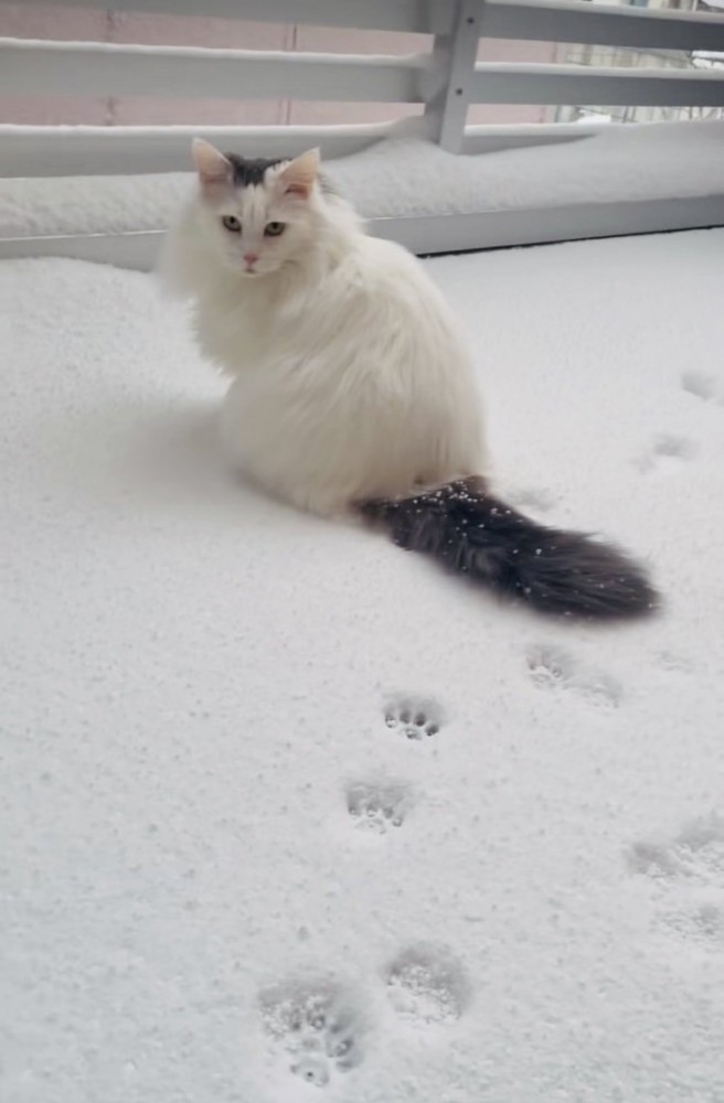 雪の中、飼い主のほうに振り向くノルウェージャン