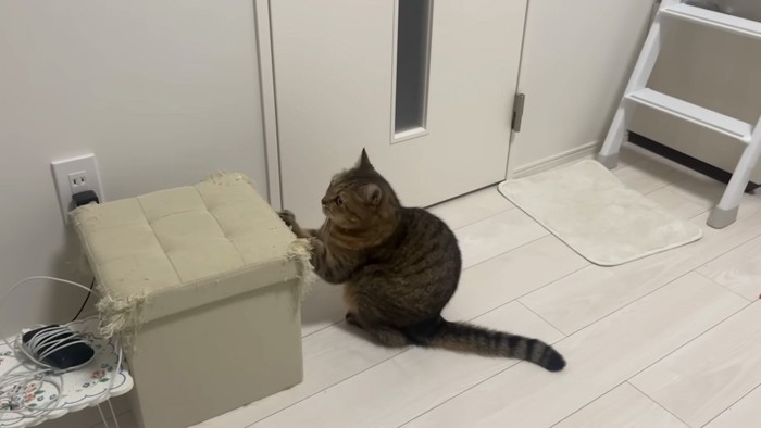 爪を研ぐ猫