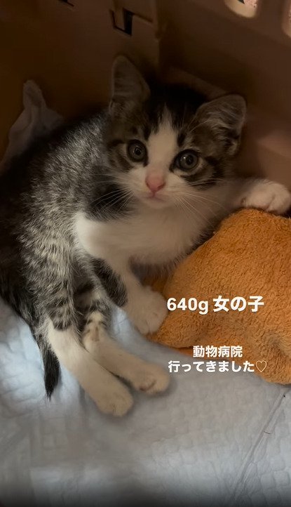 寝そべる子猫
