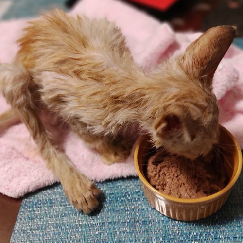 ご飯を食べる子猫2