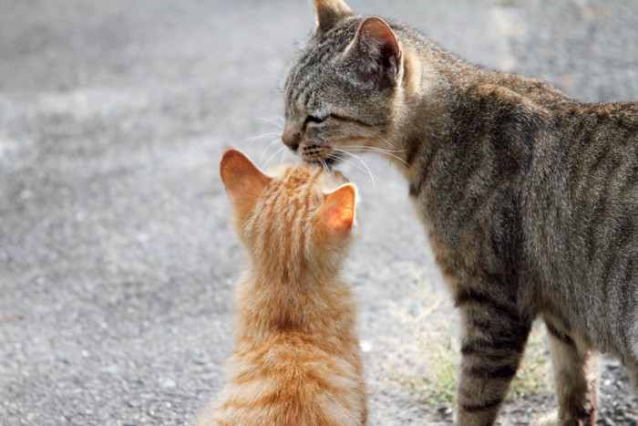 子猫と母猫