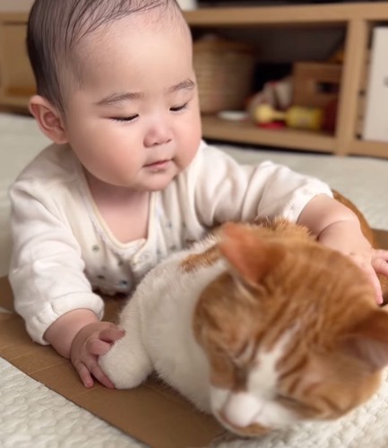 猫さんに興味を持ち始めた娘さん