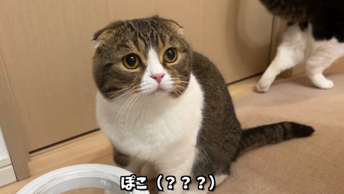 おすわりする猫