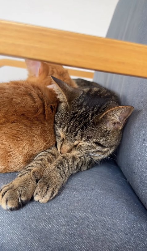茶トラとソファの間に挟まれて寝ているキジトラ