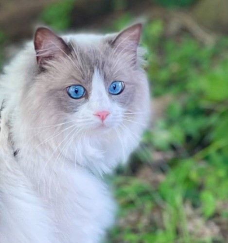 振り返る猫