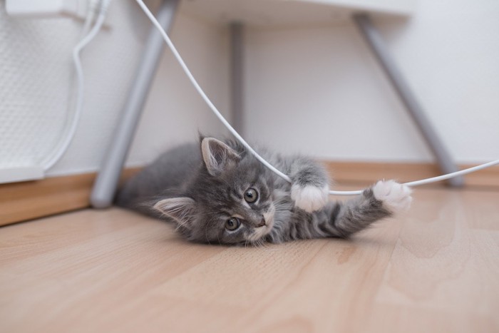 電源コードで遊ぶ猫