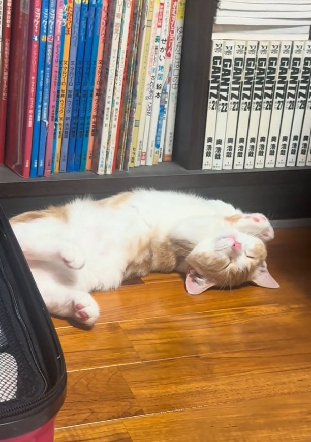 眠る猫