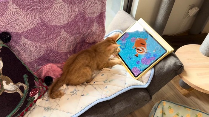 タブレットで遊ぶ猫