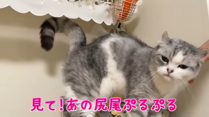 顔をなでられる猫